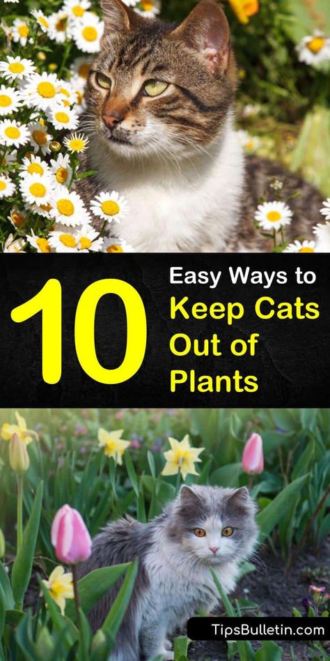 Keep Cats Out Of Plants, Plants That Repel Cats, Cat Repellant Outdoor, Doterra Oil, Cat Repellant, Sustainable Gardening, Cat Plants, Plant Terrarium, How To Drive