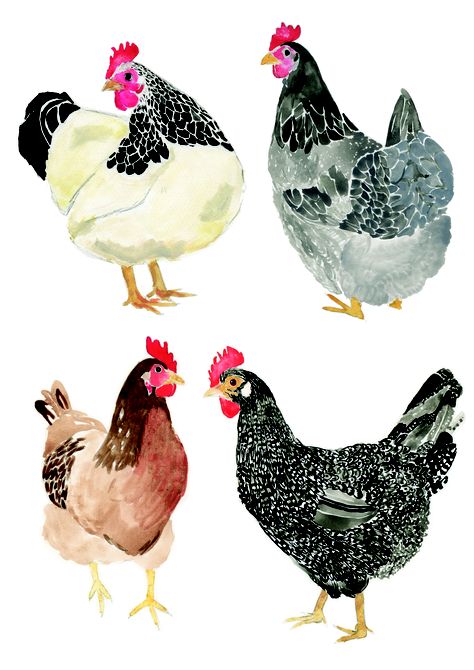 Aesthetic Chicken, Chicken Aesthetic, Chicken Wallpaper, Chicken Drawing, Chicken Illustration, Lapin Art, Chicken Painting, Rooster Art, Cute Chickens