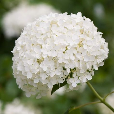 Hydrangea Arborescens Annabelle | Summer Flowering Shrub | 20-30cm (incl. Pot) : Amazon.co.uk: Garden Hydrangea Arborescens Annabelle, Smooth Hydrangea, Hydrangea Arborescens, White Hydrangeas, White Plants, Small White Flowers, Plant Spacing, Flowering Shrubs, Hydrangea Flower