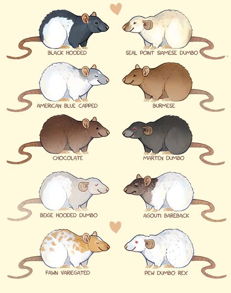 Some rat colors and markings! Prints available here: https://society6.com/skogsmurmeldjur Rat Colors And Markings, 3 Rats Aesthetic, Rat Fursona Art, Rat Types, Curly Rat, Rat Varieties, Two Headed Rat, Rat Familiar, Rat Wallpapers