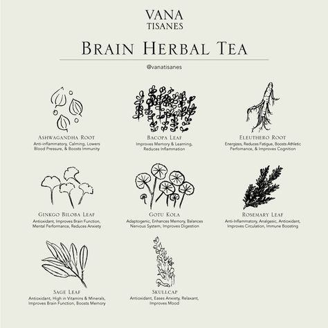 Herbs To Help With Memory, Herb For Memory, Herbs To Help You Focus, Herbs For Concentration, Herbs For Alzheimers, Herbs For Memory And Focus, Herbs For Brain Health, Mood Boosting Herbs, Herbs For Focus And Concentration