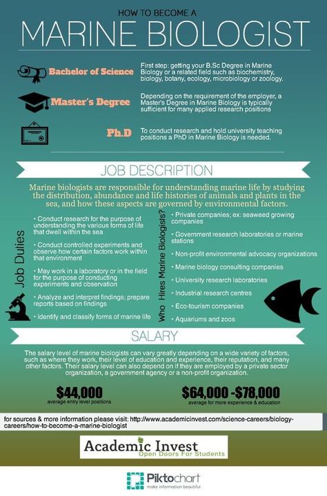 How to Become a Marine Biologist | Academic Invest Marine Biology Projects, Ocean Jobs, Marine Biologist Outfit, Biology Careers, Biology Jobs, Science Careers, Oceanography Marine Biology, Biology Major, Marine Science