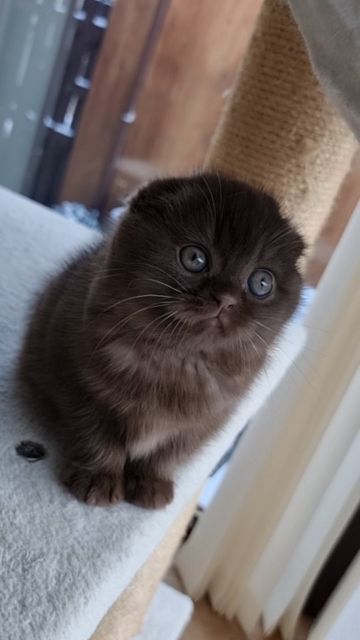 Brown Scottish Fold Kitten, Brown Scottish Fold, Scottish Fold Kitten, Scottish Fold Kittens, Most Beautiful Cat Breeds, Cat Tattoo Designs, Brown Cat, Scottish Fold, Rare Animals