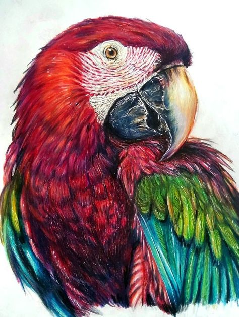 Macaw Drawing, Parrot Cross Stitch Pattern, Watercolor Parrot Painting, Parrot Cross Stitch, Drawing Parrot, Macaw Art, Parrot Drawing, Parrot Painting, Parrots Art