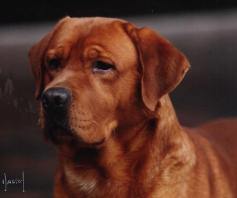 My new favorite dog... Fox Red Lab   our lab is this color and she's so beautiful Fox Red Lab, English Labrador, Fox Red Labrador, Red Labrador, Red Lab, Lab Dogs, Labrador Retriever Puppies, Husky Mix, Lab Puppies