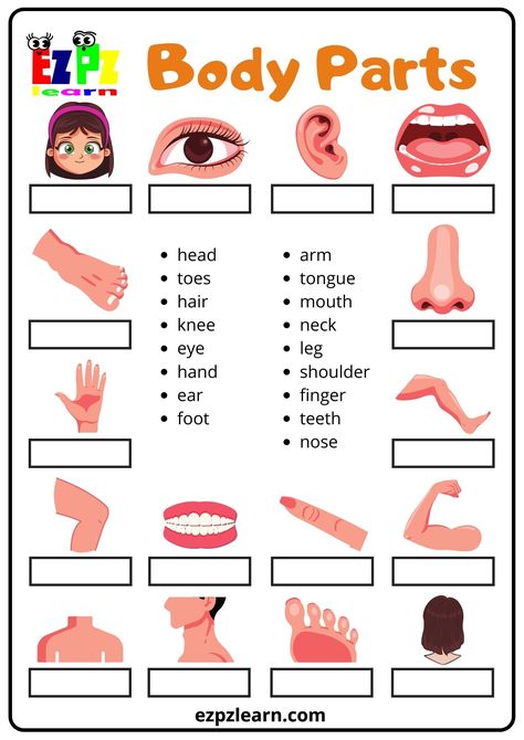 Body - Ezpzlearn.com Body Vocabulary English, Body Parts For Kids Worksheets, Parts Of The Body Worksheets Preschool, Part Of Body Worksheet, Body Parts Worksheet, Body Parts Preschool Activities, Body Parts For Kids, Human Body Worksheets, Body Parts Preschool