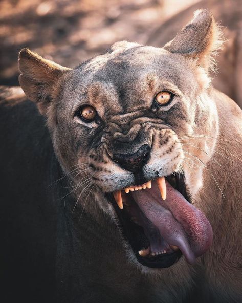 Lioness Roaring, Shock Mansion, Lion Africa, Wild Animal Wallpaper, Wild Animals Pictures, Lion Images, Lion Pictures, Animal Planet, Funny Animal Pictures