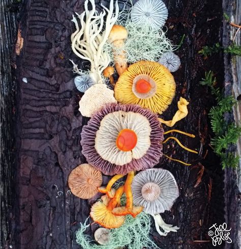 The Magical Beauty Of Mushrooms Captured By Jill Bliss In 10+ Colorful Photos Jill Bliss, Mushroom Medley, Yellena James, Fungi Art, Magical Mushroom, Natural Structures, 3d Studio, Mushroom Design, Gcse Art