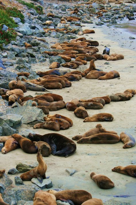 Seals along Monterey's coastline Monterey Peninsula, Monterey California, Cheap Flight, Cheap Flight Tickets, Monterey Ca, Pacific Grove, Carmel By The Sea, Flight Tickets, Fairy Queen