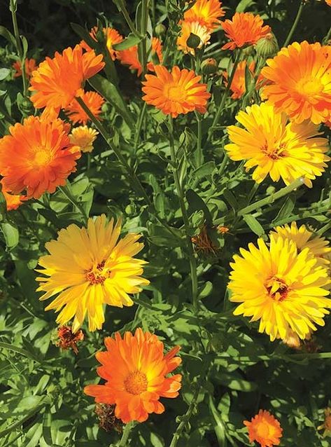 Calendula offers season-long blooms for pollinators, and its flowers are edible and medicinal. Photo by Mary McAvoy By Joyce White There are so many reasons to plant a big bed of calendula, Calendula officinalis. It blooms until frost for cut flowers and medicine, it isn’t fussy about where it’s planted, pollinators like it, it […] Calendula Aesthetic, Calendula Plant, Calendula Tea, Big Bed, Calendula Officinalis, Calendula Flower, Aromatic Herbs, Deck Garden, Summer Solstice