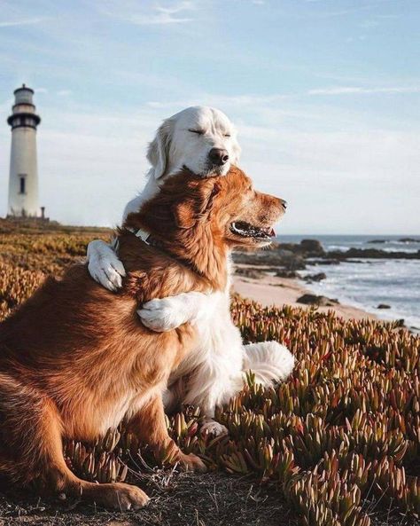 29 Wholesome and Feel Good Pics to Brighten Your Day - Ftw Gallery Light House, Lighthouse, Dogs, Instagram