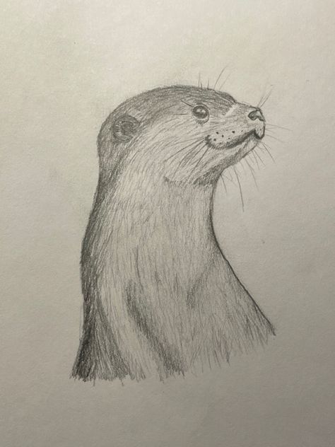 Otter Drawing Tutorial, Cute Otter Drawing Easy, How To Draw An Otter, Cute Baby Animals Drawings, Cute Otters Drawing, Otter Sketch, Otter Drawing, Baby Animal Drawings, Animal Drawings Sketches