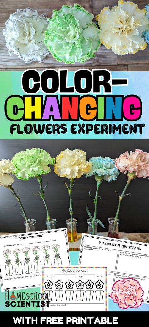 This color changing flowers experiment is a favorite and ideal for a preschool science activity and a lesson on capillary action in plants for elementary, middle, and high school students. Includes a printable with two levels of observation sheets. Flower Changing Color Science Project, Color Changing Flowers, Flower Science, Capillary Action, High School Teen, Preschool Science Activities, Stem Activity, Chemistry Experiments, Science Activity