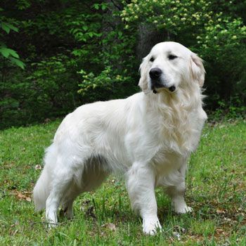 Axil from White Oak Golden Retrievers English Creme Golden Retriever, Cream Retriever, White Retriever, White Golden Retriever Puppy, English Cream Golden Retriever, Cream Golden Retriever, English Golden Retrievers, Golden Retriever Baby, June Carter