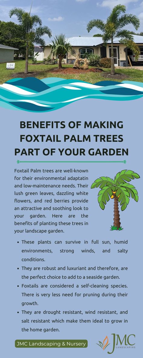 How to Take Care of the Foxtail Palm Tree? Foxtail Palm Tree, Foxtail Palm, Florida Landscaping, Seaside Garden, Pine Island, Fox Tail, Southwest Florida, Yard Work, Tropical Landscaping