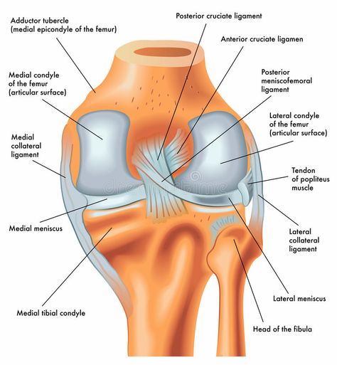 Torn Acl Exercises, Meniscus Surgery Recovery, Meniscus Surgery, Knee Ligament Injury, Acl Recovery, Torn Acl, Knee Ligaments, Acl Surgery, Anterior Cruciate Ligament