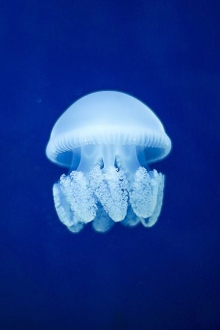 Blubber Jellyfish, Nature Photography Animals, White Jellyfish, Planet Project, Safari Photography, Wolf Photography, Environmental Portraits, Royal Garden, Line Art Tattoos