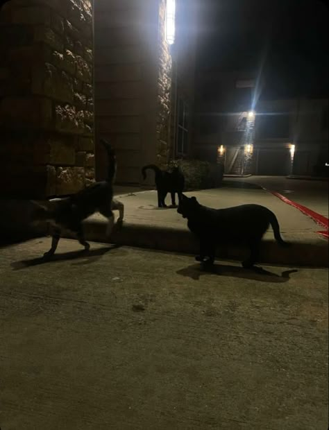 stray cats dark aesthetic Stray Cat Aesthetic Night, Stray Animals Aesthetic, Alley Cat Aesthetic, Stray Cat Aesthetic, Stray Aesthetic, Black Cat Aesthetic, Cats Outside, Cat Dark, Scary Cat