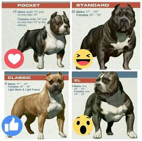 There are some amazing facts about dog's & pet's and some intresting tips for pet dog and pet's to helpes you to know more about dog's and pet's Bully Tattoo, Xl Bullies, Rednose Pitbull, American Staffy, American Bully Pocket, Pitbull Facts, Dog Boarding Facility, American Bulldog Puppies, American Bullies