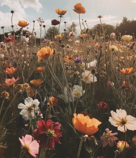 Gail Aesthetic, Macie Aesthetic, Cuddle Tattoo, Lysandra Aesthetic, Triassic Cuddle, Wild Flower Aesthetic, Wildflowers Aesthetic, Wildflower Patch, Flower Widget