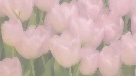 Tulips, Flowers, Pink