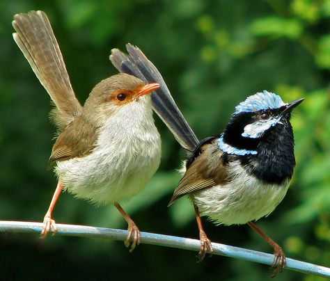 Fairy Wren, Blue Fairy, Kinds Of Birds, Australian Birds, Australian Animals, All Birds, Bird Pictures, Pretty Birds, Bird Photo