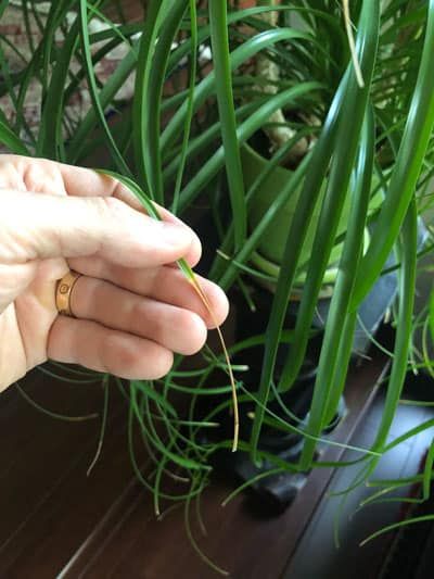 Ponytail Plant Care, Ponytail Plant, Ponytail Palm Care, Ponytail Palm Tree, Beaucarnea Recurvata, Angled Hair, Ponytail Palm, Pots Ideas, Plant Tips