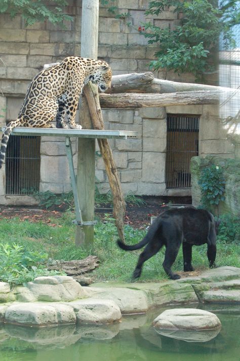 jaguars at Toronto Zoo Several Cat, Toronto Zoo, Cat Boarding, Scenic Views, Big Cats, Wild Cats, Jaguar, Tigers, Ontario