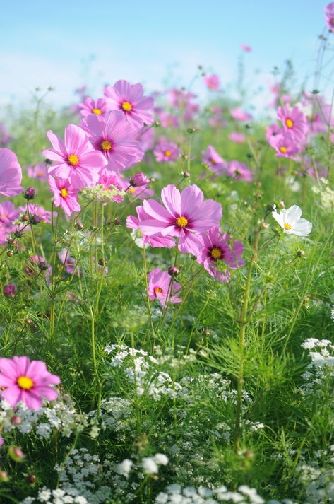 Wild Cosmos Flower, Hamptons Garden Landscaping, Pink Wildflowers, Pink Cosmos, Backyard Garden Layout, Backyard Garden Landscape, Cosmos Flowers, Small Backyard Gardens, Garden Idea