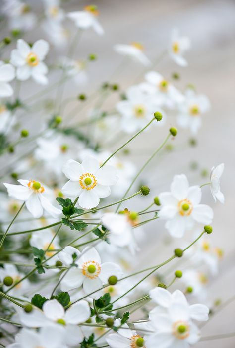 Japanese Anemone | Au Petit Gout | Flickr Anemone Du Japon, Japanese Plants, October Flowers, Japanese Anemone, White Anemone, Victorian Flowers, Anemone Flower, Language Of Flowers, Home Landscaping