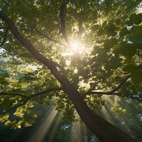 a beam of light through the foliage of a tree Light Through Trees, Room References, Tea Aesthetic, Oc Aesthetic, Beam Of Light, Arch Interior, Dappled Light, Tree Canopy, Sun Light