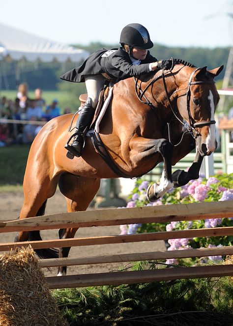 hunter jumper horse equine photo image jump rider equestrian show     competition dressage Hunter Jumper Horses, Hunter Horse, Cow Boys, Horse Riding Clothes, Hunter Jumper, Brown Horse, Horse Blankets, Horse Equestrian, Horse Jumping