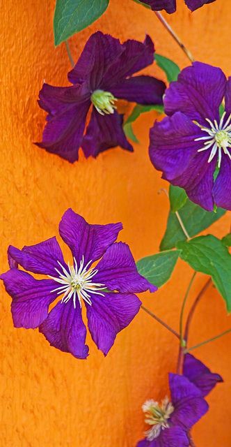 Color Duos, Purple Clematis, Orange Walls, Spring Mood, Colour Inspiration, Bright Spring, Art Et Illustration, All Things Purple, Summer Color