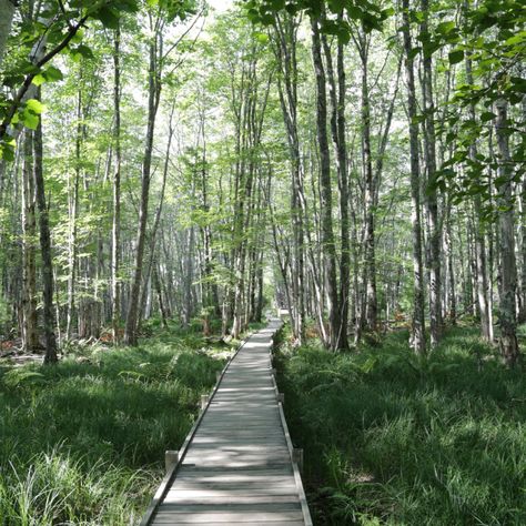 5 Easy Hikes for Kids in Acadia National Park Wonderland Trail, Downeast Maine, Maine Travel, Acadia National Park, Easy Day, Day Hike, Round Trip, Sandy Beaches, Beach Sand