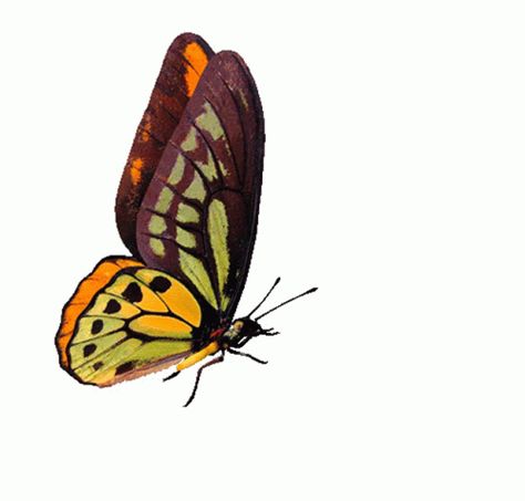 Butterfly Flying Sticker - Butterfly Flying Beautiful - Discover & Share GIFs Wings Gif, Moving Butterfly, Fly Gif, Butterfly Gif, Butterfly Background, Butterfly Images, Butterflies Flying, Butterfly Pictures, Butterfly Drawing