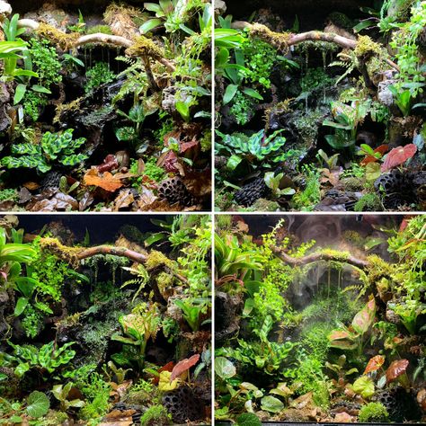 Bioactive Vivarium Waterfall, Bioactive Dart Frog Vivarium, Dart Frog Vivarium Waterfall, Dart Frog Vivarium Ideas, Poison Dart Frog Vivarium, Vivarium Waterfall, Bioactive Enclosure, Dart Frog Tank, Dart Frog Terrarium