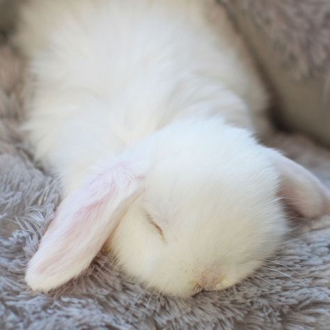 Fluffy white bunny sleeping -- could this be any cuter??! Sleepy Animals Cute, White Bunny Aesthetic, Bunny Sleeping, Cute White Bunny, Sleepy Bunny, Rabbit Treats, Bunny White, Sleeping Bunny, White Bunnies