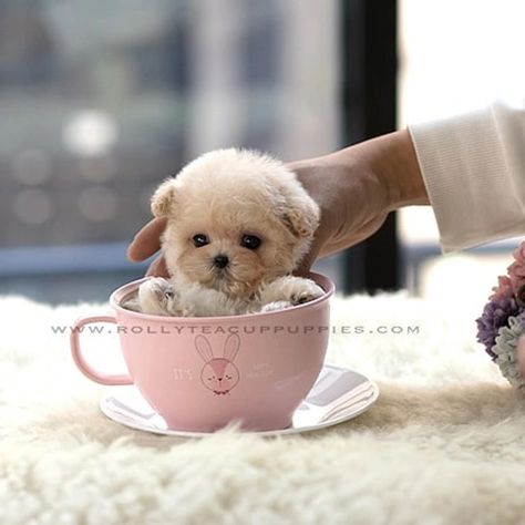 Teacup Poodles For Sale, Big Dogs Breeds, Biggest Dog In The World, Pomeranian Chihuahua, Puppy Videos, Biggest Dog, Miniature Puppies, Cute Fluffy Dogs, Teacup Chihuahua Puppies