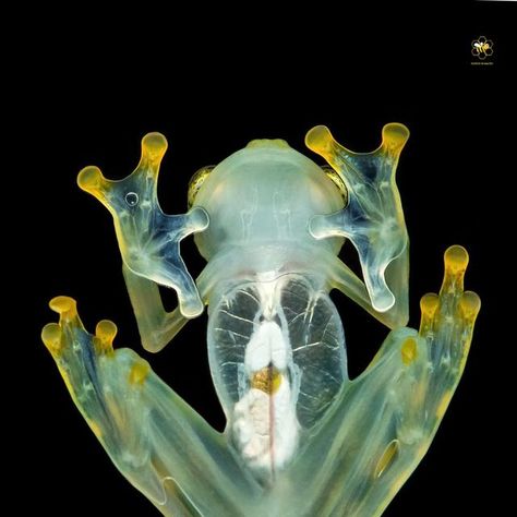 Passion In Macro on Instagram: "░F░E░A░T░U░R░E░D░ . We proudly present one of wonderful and stunning macro photography " Reticulated Glass Frog, The skin on the frog’s underside is see-through. So as the amphibian jumps you can view some of its internal organs, including its beating heart " *ᶜᵒʳʳᵉᶜᵗⁱᵒⁿ ᴵᴰ ᵂᵉˡᶜᵒᵐᵉ . 🌟 . Huge congratulations goes to 📷 @milanzygmunt 💌 Please take time to visit the beautiful gallery of this great photographer to give some love, support and 𝘀𝗲𝗲 𝗺𝗼𝗿𝗲 𝗱𝗲𝘁? Land Animals, Adopt Idea, Internal Organs, Glass Frog, Bug Art, Bio Art, Beating Heart, Great Photographers, Reptiles And Amphibians