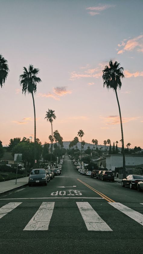 California Palm Trees Aesthetic, California Astethic, Old California Aesthetic, San Jose California Aesthetic, South California Aesthetic, Aesthetic Wallpaper California, California Aesthetic Wallpaper, Vintage California Aesthetic, California Background