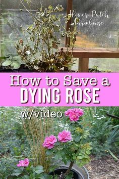 Roses Garden Care, Rose Bush Care, Rose Garden Landscape, Rose Plant Care, Pruning Roses, Knockout Roses, Rose Cuttings, Bush Plant, Diy Rose