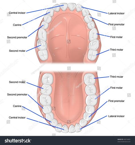 Mouth Diagram, Kidney Diagram, Kidney Nephron, Tooth Diagram, Teeth Types, Different Types Of Teeth, Types Of Teeth, Teeth Diagram, Cross Section