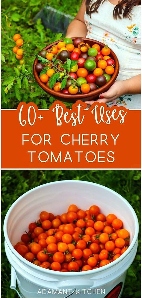 Add to your Easy Meals & Fast Healthy Meals with 60+ best uses for cherry tomatoes. These recipes will help you enjoy the deliciousness of cherry tomatoes in salads, soups, pasta sauces, quiches, and more. Ideal for a bumper summer crop. Find more tomato recipes, easy breakfast recipes, and summer seasonal recipes at adamantkitchen.com. Chocolate Cherry Tomato Recipes, Dinner Cherry Tomatoes, What To Do With Cherry Tomatoes Canning, Cherry Tomato Ideas, Heirloom Cherry Tomato Recipes, Cherry Tomato Uses, What To Do With Too Many Cherry Tomatoes, Cherub Tomatoes Recipe, Black Cherry Tomato Recipes