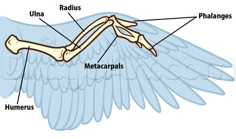 bird anatomy drawing step 5 Wing Bones Drawing, Bird Wing Bones, Bird Anatomy Drawing, Bird Wing Anatomy, Wing Reference, Wing Anatomy, Types Of Wings, Bird Anatomy, Drawing Everyday