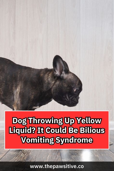 Dog Throwing Up, Dog Boarding Facility, Hypoallergenic Dog Food, Addisons Disease, Slippery Elm, Dog Information, Stomach Acid, Older Dogs, Homemade Dog Food