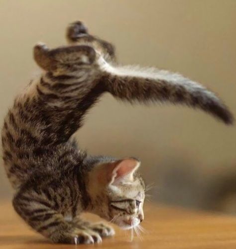 Purrrfect Handstand, Kitten Animal Yoga, Cat Napping, Cat Yoga, Image Chat, Airbrush Art, Silly Cats, Cute Kittens, Beautiful Cats, 귀여운 동물