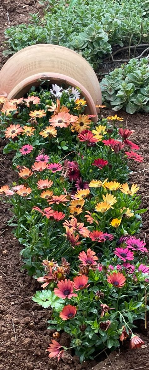 Spring flower fall Spilled Flower Pot Ideas Gardens, Half Buried Flower Pot, Spilled Pot Flowers, Spill Pot Garden Ideas, Half Circle Flower Beds, Spilling Flower Pot Ideas, Tipped Over Flower Pot Ideas, Broken Flower Pot Ideas, Circular Flower Bed Ideas