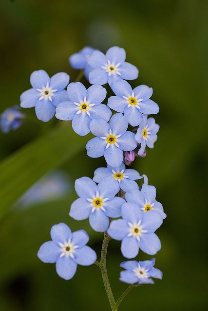 Myosotis scorpioides Illustration Blume, Flowers Blue, Pretty Plants, Natural Forms, Flowers Nature, Flower Photos, Flower Pictures, Real Flowers, Small Flowers