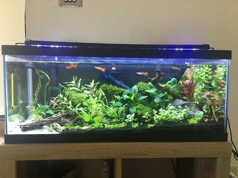 My 20 Gallon Long Planted Tank: Aquariums 20 Gallon Long Aquarium, Long Aquarium, Tank Aquariums, 20 Gallon Aquarium, Fish Tank Themes, Fish Tank Terrarium, Fish Tank Design, Fresh Water Fish Tank, Nano Aquarium