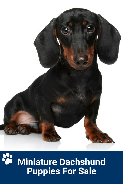 Miniature Dachshund Puppies For Sale Miniature Dachshund Breeders, Dapple Dachshund Miniature, Teacup Dachshund, Miniature Dachshund Puppies For Sale, Puppy Schedule, Dachshund Miniature, Blue Dachshund, Miniature Dachshund Puppies, Daschund Puppies